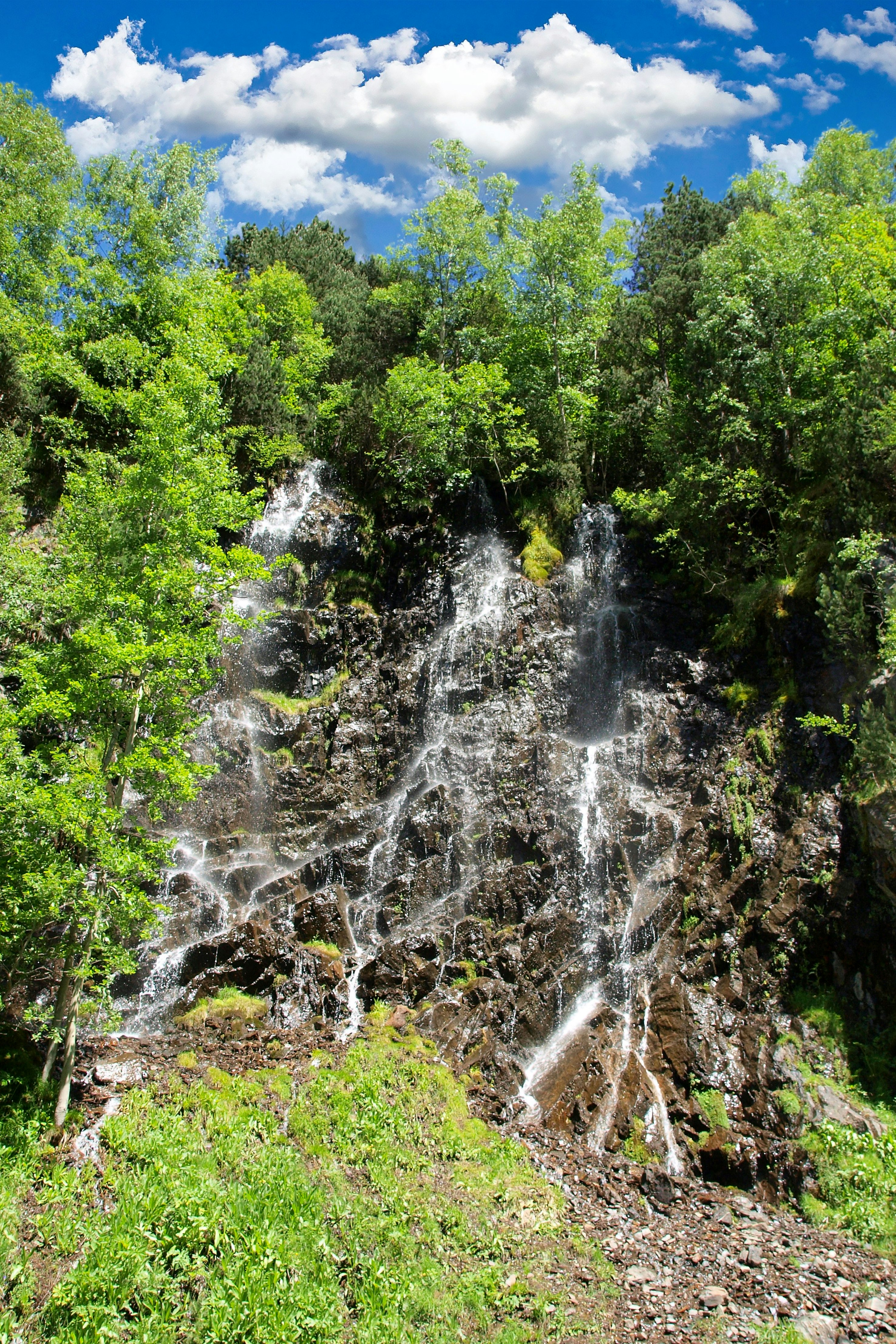 green trees and plants near waterfalls during daytime